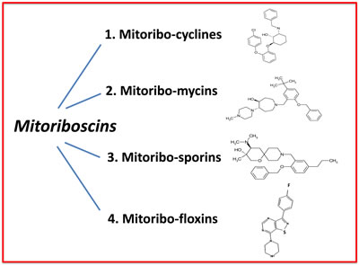 Mitoriboscins: Four new classes of mitochondrial inhibitors.