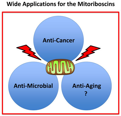 Practical uses of the mitoriboscins: Targeting mitochondria.