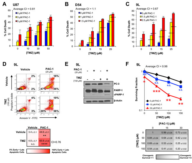 PAC-1 and TMZ induce synergistic cell death in glioblastoma cells.