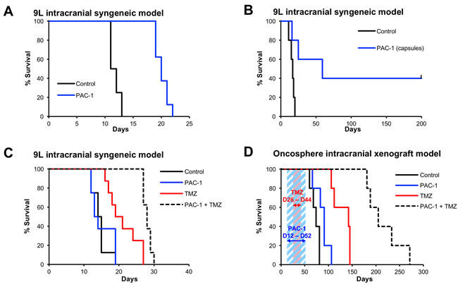 Oral PAC-1 is efficacious as a single agent in an intracranial model of glioblastoma and synergistically enhances the efficacy of TMZ in intracranial models of glioblastoma.