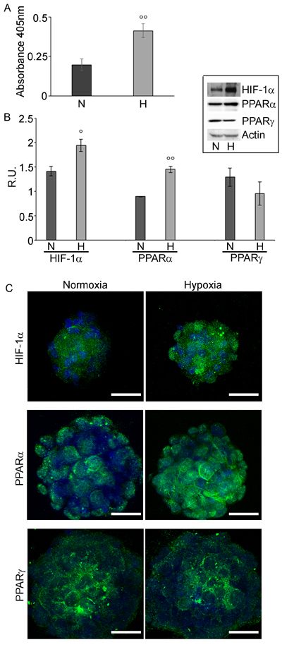 GSCs Proliferation assay and HIF-1&#x3b1; and PPAR&#x3b1; and &#x3b3; expression in GSCs.