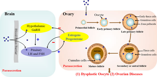 Effects of NPs on hormone secretion on the ovary and hypothalamic-pituitary-gonadal axis.