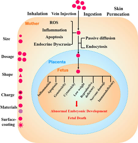 The toxicity of NPs in pregnancy and embryonic development.