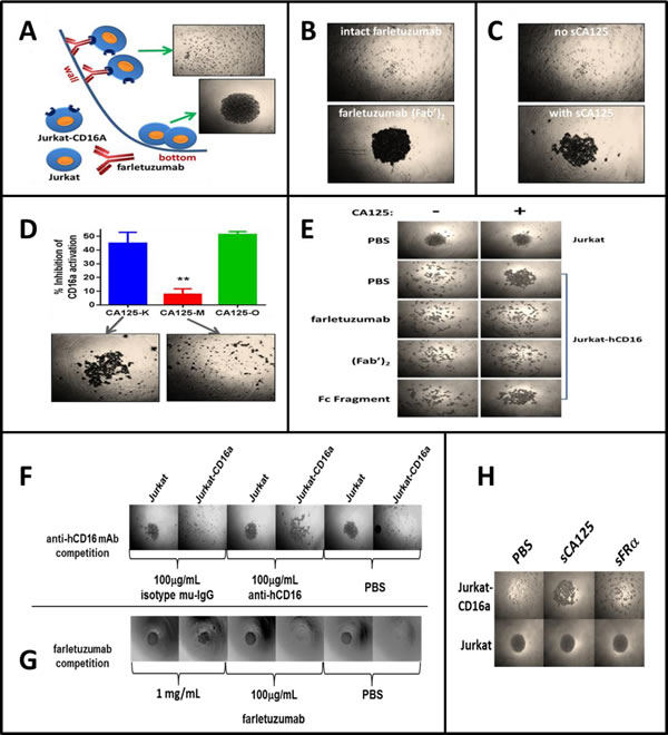 Overview of the BRA assay and effects of sCA125 on CD16a-antibody binding.