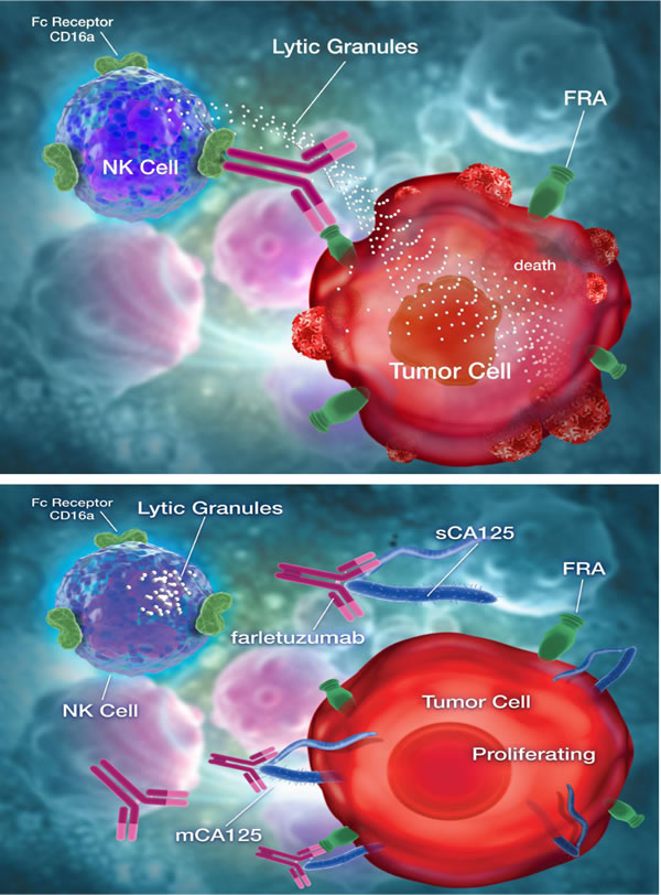 Model depicting farletuzumab-mediated antibody dependent cellular cytotoxicity (ADCC) by NK cells on folate receptor alpha (FRA) expressing tumor cells and ADCC suppression by direct binding of CA125 to antibody.