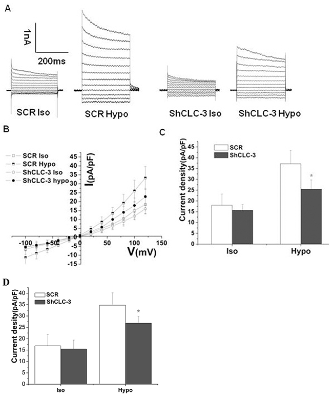 Knockdown of CLC-3 reduced volume-regulated chloride currents.