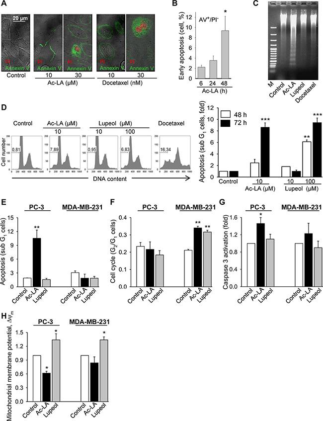 Ac-LA induces apoptosis in prostate cancer cells.
