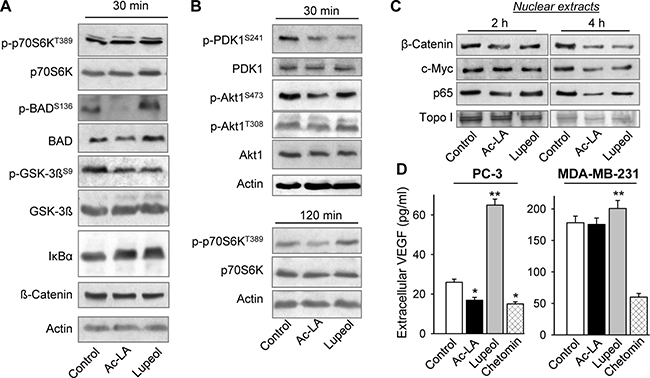 Ac-LA inhibits the Akt signaling pathway and the release of angiogenic VEGF in prostate cancer cells.
