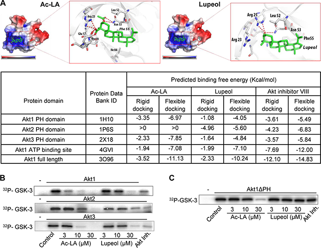 Ac-LA binds to the AKT PH domain and the ATP-binding site and inhibits the kinase activity of AKT.