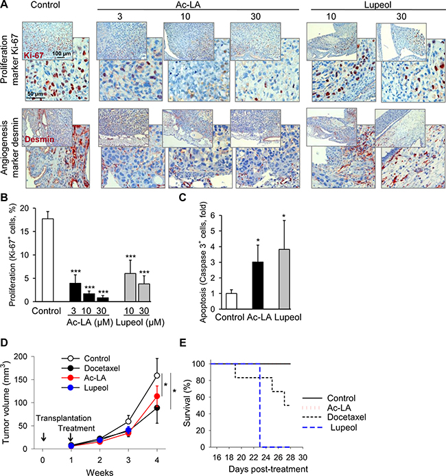 Ac-LA inhibits cell proliferation in vivo and angiogenesis and induces apoptosis in prostate cancer xenografts.