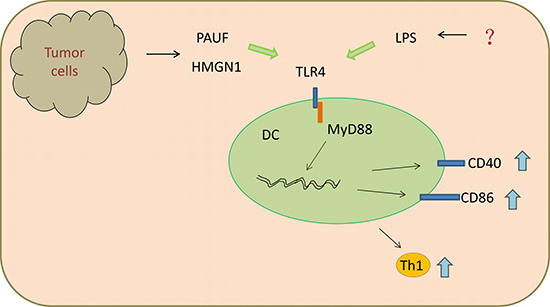 Ligands of TLR4 promoted DCs maturation and Th1 anti-tumor immunity through MyD88-dependent pathway.