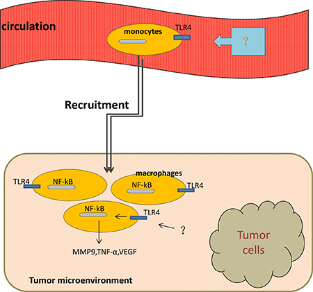 Macrophages move from circulation to tumor microenvironment with the activation of TLR4 on them.