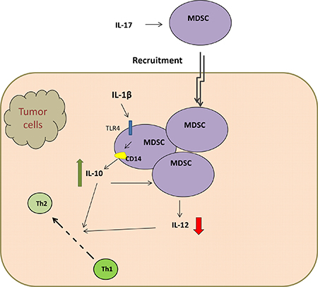 TLR4 / CD14 protein pathway elevated production of IL-10 by MDSCs and down-regulated IL-12 production, which both convert tumor immunity from a tumor-rejecting type 1 response to a tumor-promoting type 2 response.