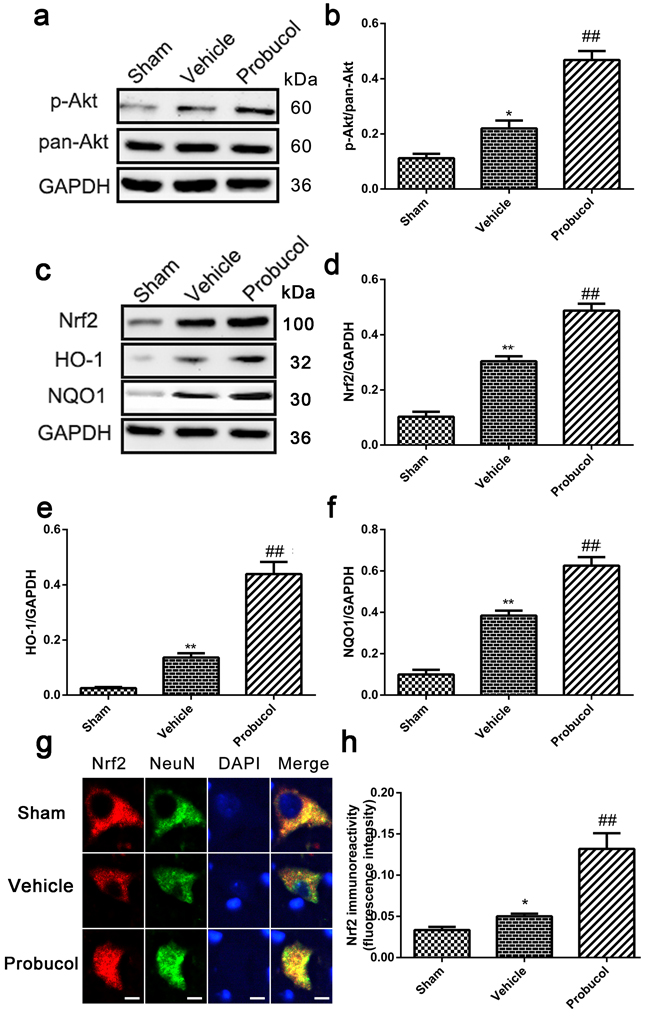 Probucol activated the Akt/Nrf2/ARE signaling pathways after SCI in rat.
