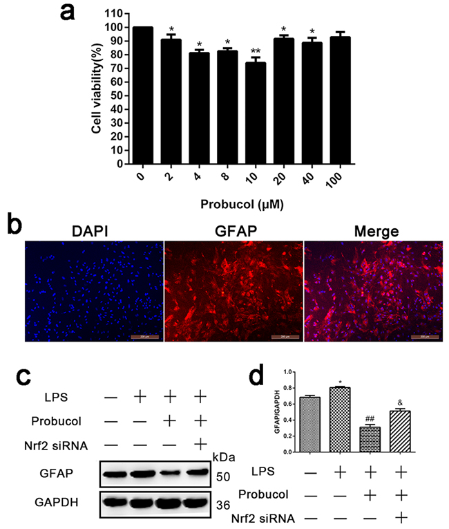 Probucol inhibits LPS-induced astrocytes activation.