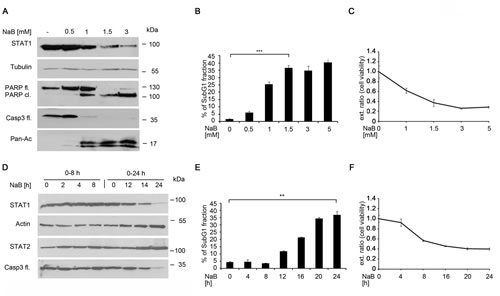 The HDACi butyrate induces time- and dose dependent STAT1 and apoptosis.