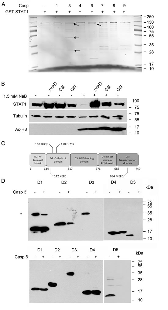 Cleavage of STAT1 by caspases.A) Caspase-3 and caspase-6, but not caspase 1, 4, 7, 8 and 9 cleave STAT1.