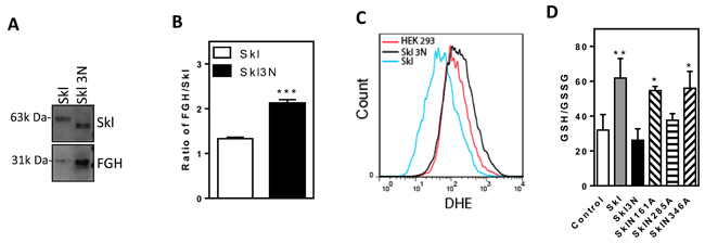 N-glycosylation regulates Skl activity.