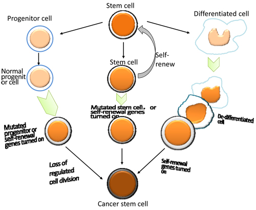 The origin of bladder cancer stem cells.
