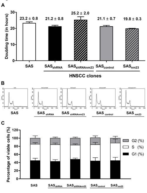 Knockdown and overexpression of NM23-H1 did not affect cellular proliferation of SAS cells.