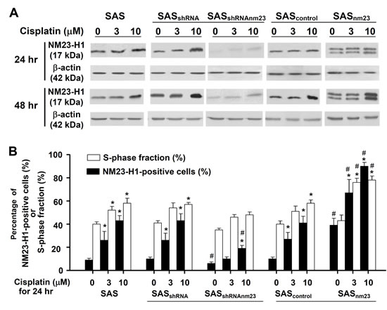 NM23-H1 expression of SAS cells was upregulated upon cisplatin treatment.