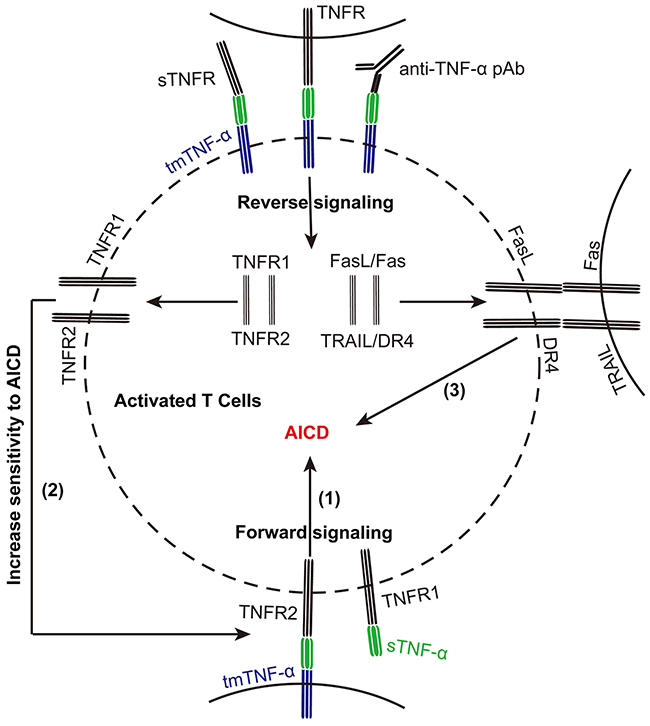 tmTNF-&#x03B1; promotes AICD via forward and reverse signaling.