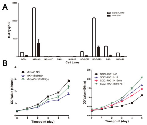 Fig2: H19 and miR-675 promote cell proliferation of gastric cancer cells.