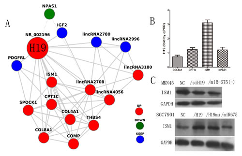 Fig5: Co-expression network of H19 and the identification of the H19 binding protein.