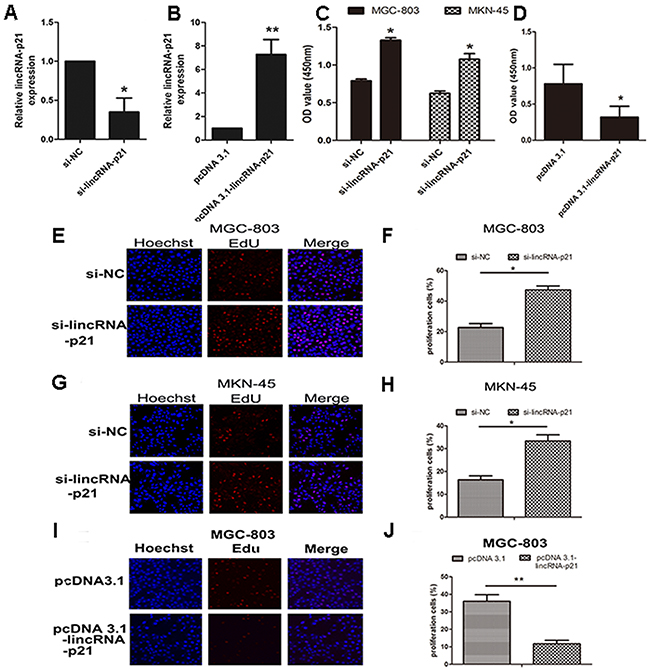 The effect of lincRNA-p21 on GC cell proliferation.
