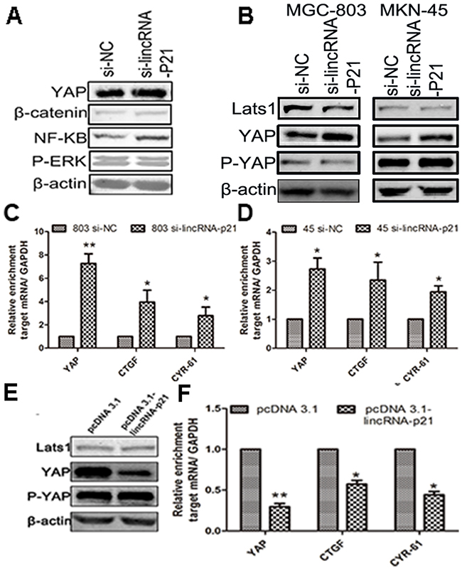 The regulation of lincRNA-p21 on YAP expression was performed in a Hippo independent manner.