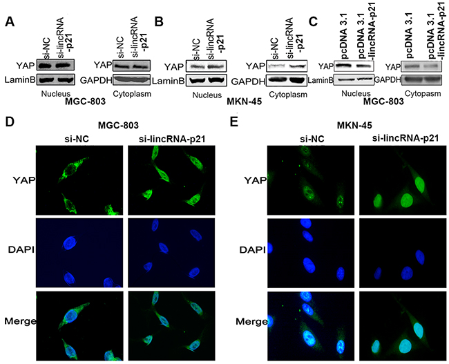 The regulation of lincRNA-p21 on YAP expression might exert through nucleus translocation.