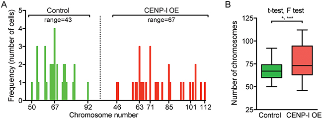 CENP-I overexpression promotes chromosome instability, in particular chromosome gains, in ER+ breast cancer cells.