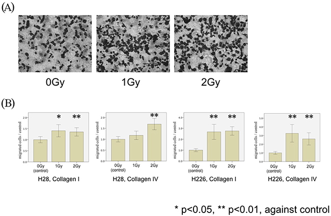 MPM cell migration following photon irradiation.