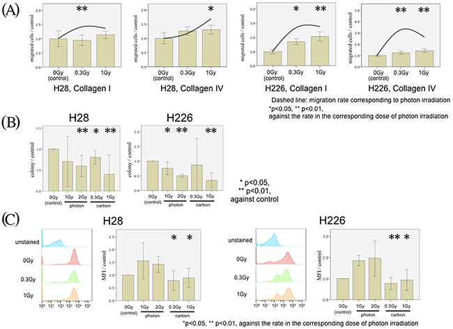 MPM cell migration following carbon irradiation.