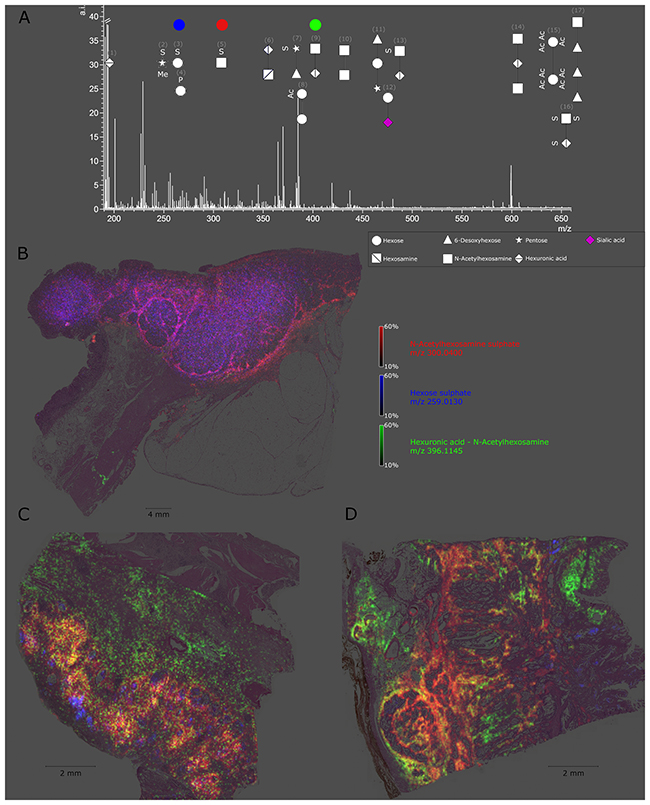 Detectable native glycan fragments and whole gastric cancer tissue section ion map.