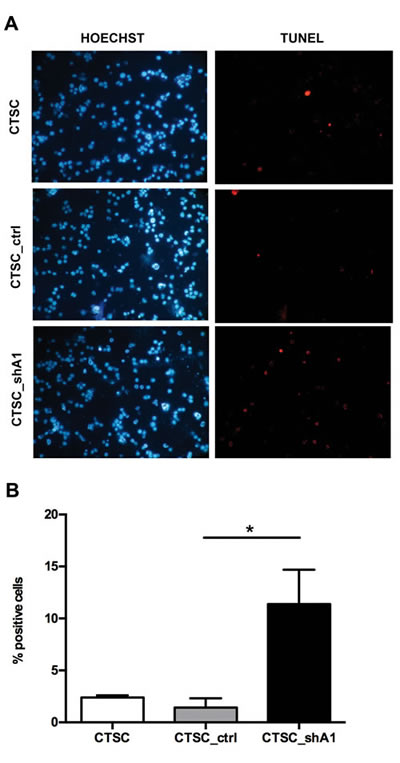 HMGA1 knockdown effects on apoptosis in CTSCs.