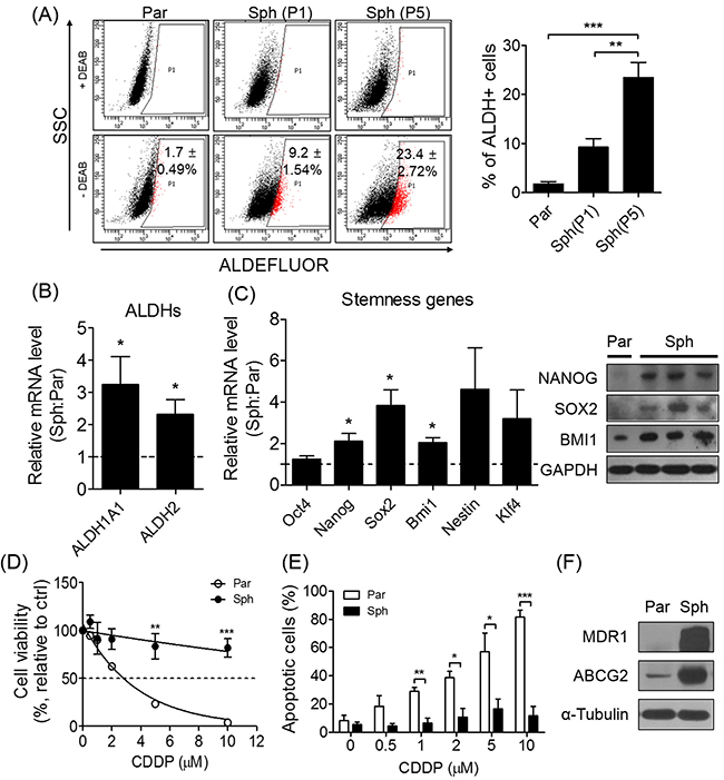 Sphere formation enriches stem-like population and exhibits drug-resistance in ovarian cancer cells sensitive to CDDP.