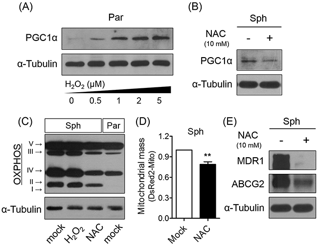 Scavenging ROS decreases PGC1&#x03B1; and OXPHOS expression.