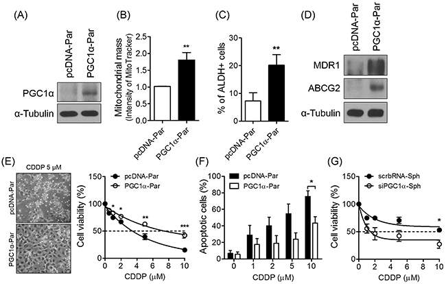 PGC1&#x03B1; is involved in the enhanced chemoresistance.