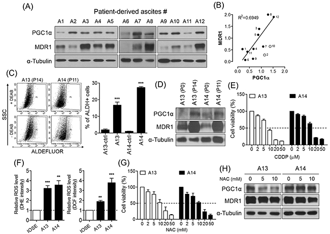 PGC1&#x03B1; is partially involved in chemoresistance of ovarian cancer patient-derived ascites cells.