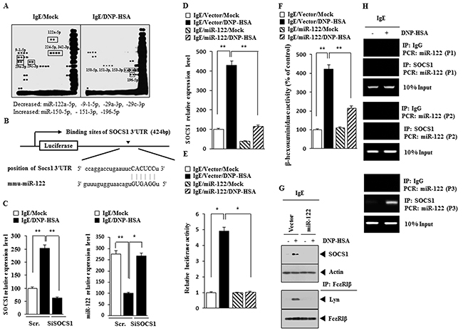 miR-122-SOC1 negative feedback loop regulates the allergic inflammation.