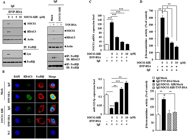 SOCS1-KIR mimetic peptide inhibits features of in vitro allergic inflammation.