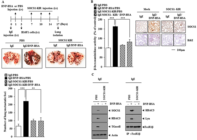 SOCS1-KIR mimetic peptide inhibits allergic inflammation-promoted enhanced metastatic potential of B16F1 melanoma cells.