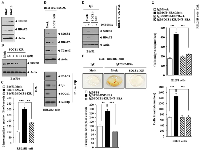 SOCS1-KIR inhibits cellular interaction during allergic inflammation-promoted tumorigenesis.