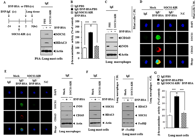 Mast cells and macrophages form positive feedback loop in allergic inflammation.