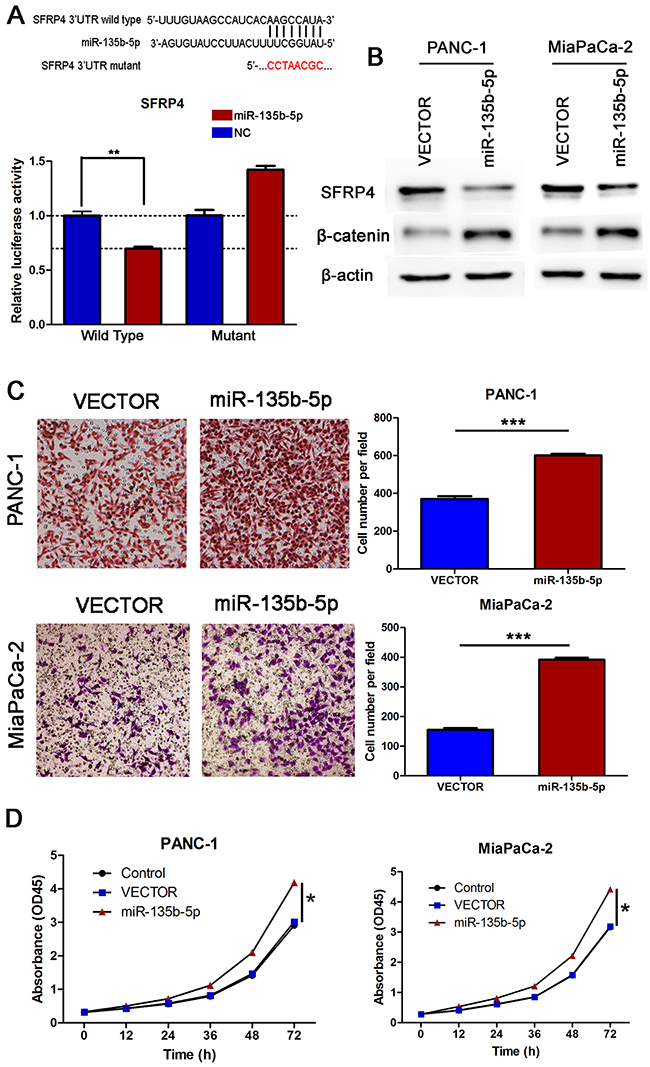 SFRP4 was a direct downstream target of miR-135b-5p. Overexpression of miR-135b-5p promoted migration and proliferation in vitro.