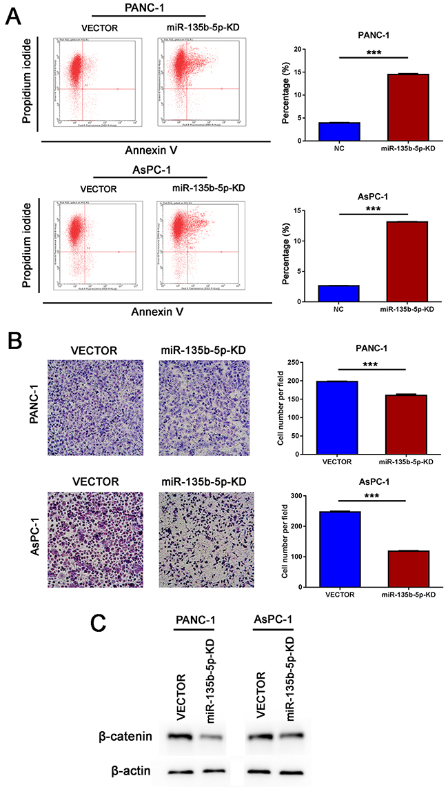 Inhibition of miR-135b-5p suppressed migration and induced apoptosis in vitro.