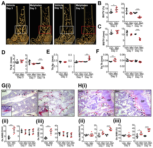 Melphalan treatment increases osteoclast numbers in bone and reduces bone mass in mice.