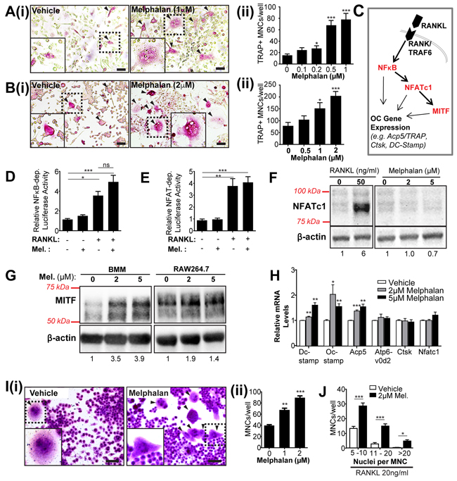 Melphalan treatment in vitro enhances osteoclast formation and increases MITF but not NFATc1 levels in osteoclast progenitor populations.