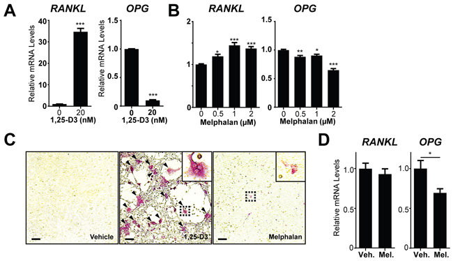 Melphalan increases RANKL expression in primary bone marrow stromal cells (BMSCs) in vitro.